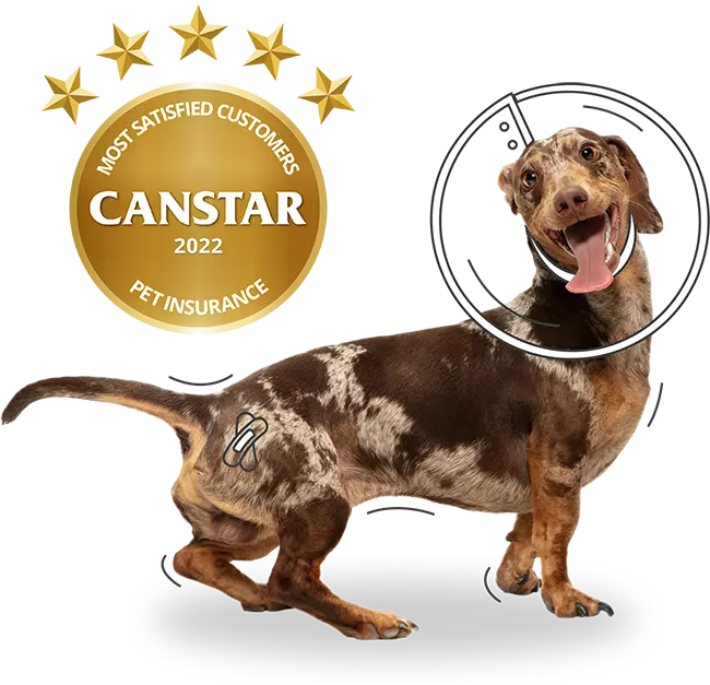 Pet Insurance New Zealand PD Turns 2 PD Insurance NZ