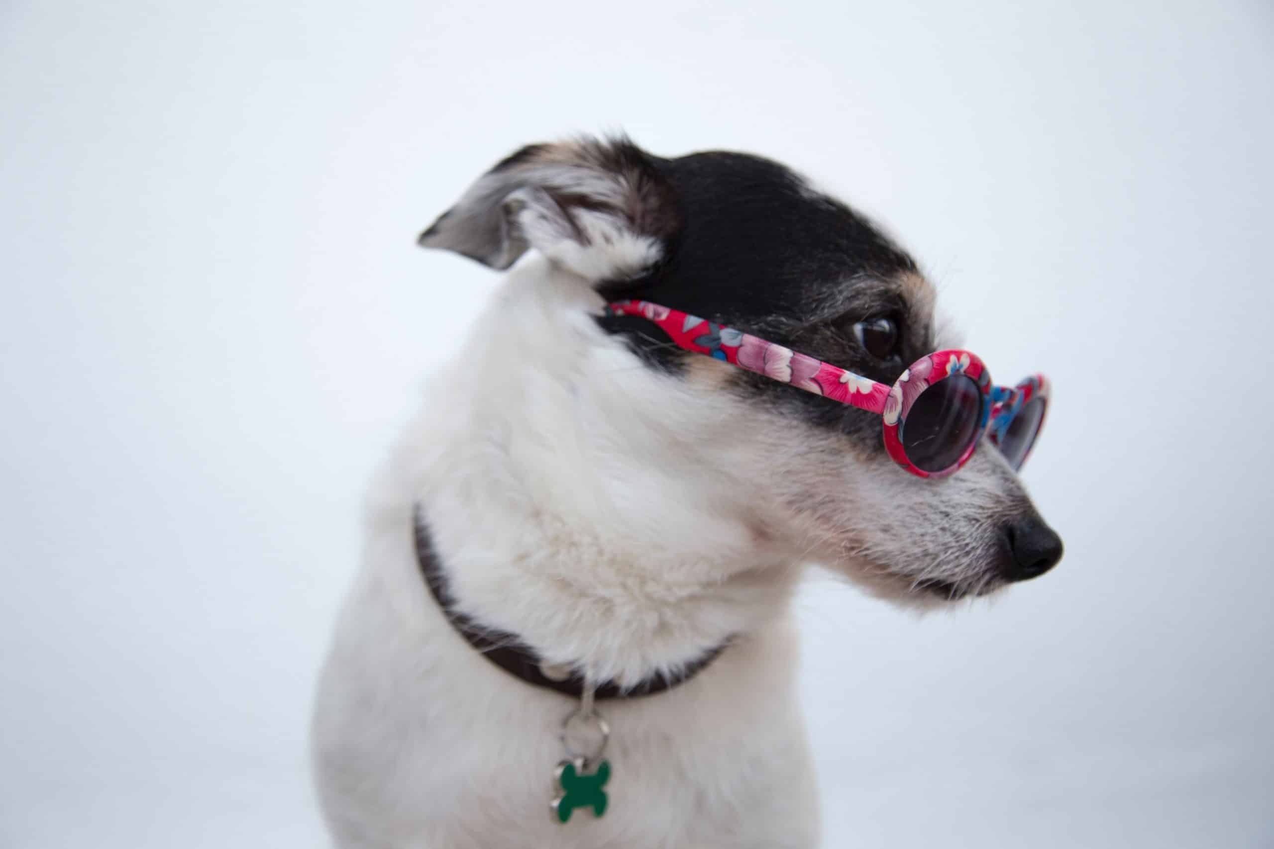 Spoil your pooch with a luxury pet vacation like the one this black and white dog wearings sunglasses is enjoying.