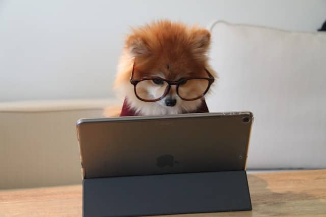 PD Pet Insurance launches the New Zealand website in August 2020