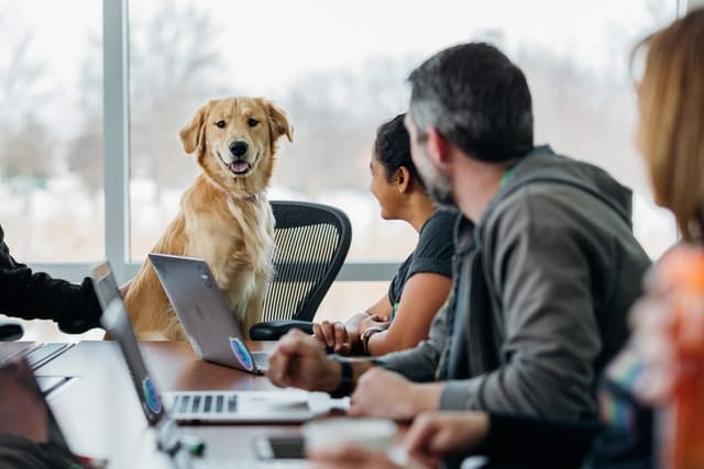 PD Pet Insurance launched in New Zealand in August 2020