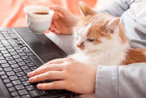 two year anniversary marks nearly 400 published pet care articles
