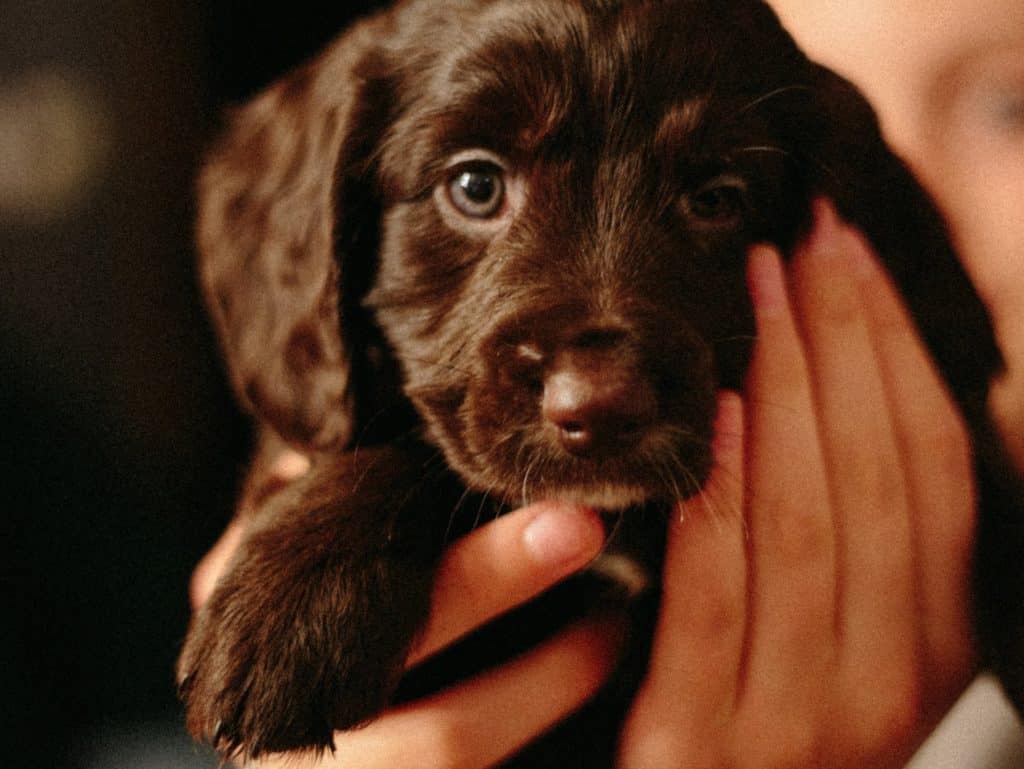 on our two year anniversary we look back at our first pet insurance member in New Zealand