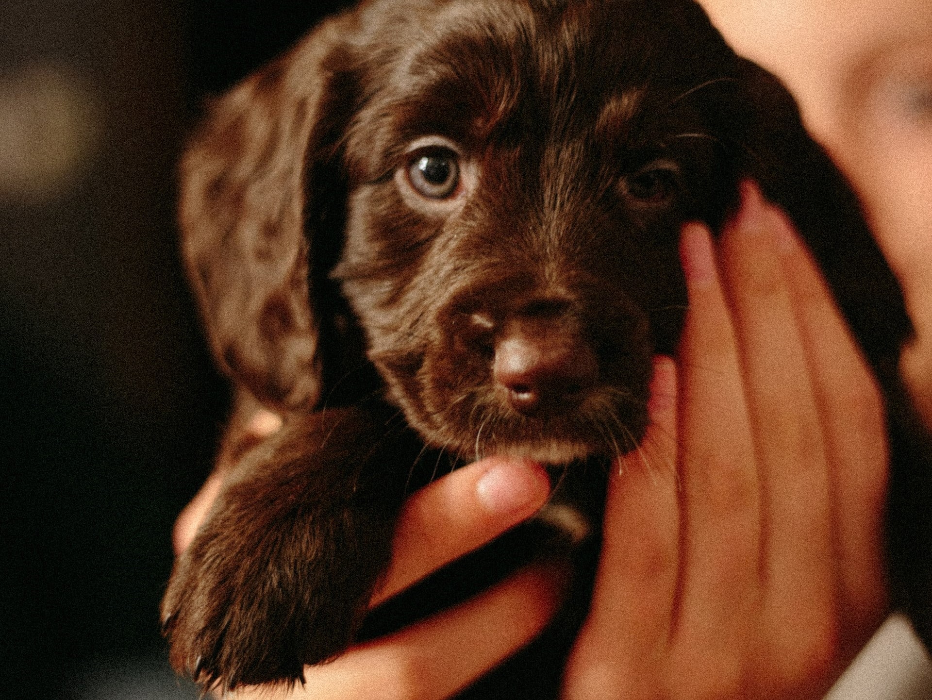 Pet Insurance New Zealand PD Turns 2 PD Insurance NZ