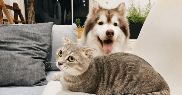 Compare Pet Insurance: Your How-To Guide - PD Insurance NZ Compare Pet Insurance: Your How-To Guide - PD Insurance NZ