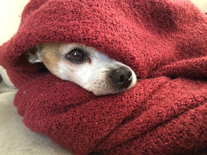 the answer to can dogs get sunburn is a definite yes 