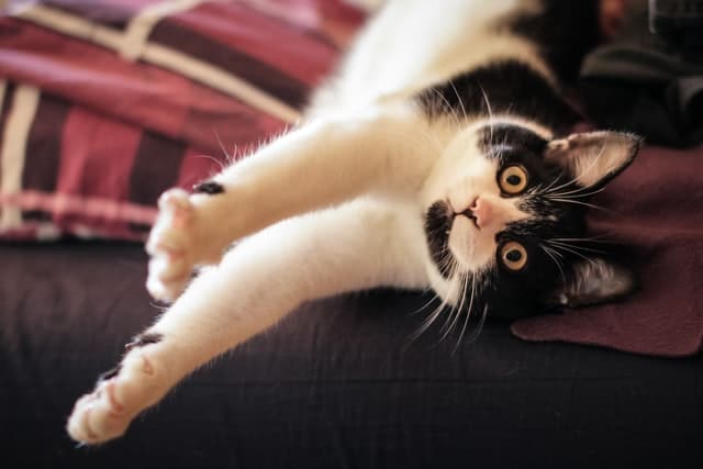 the cat myth that cats can't be trained to play dog games ain't fact!