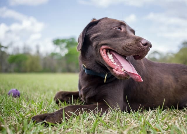 the alpha dog idea is a human one rather than a real one for dogs