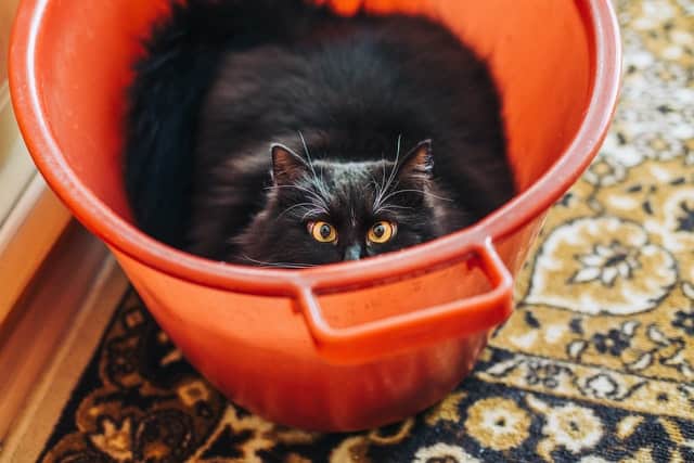 not all cats mind water - that's a myth