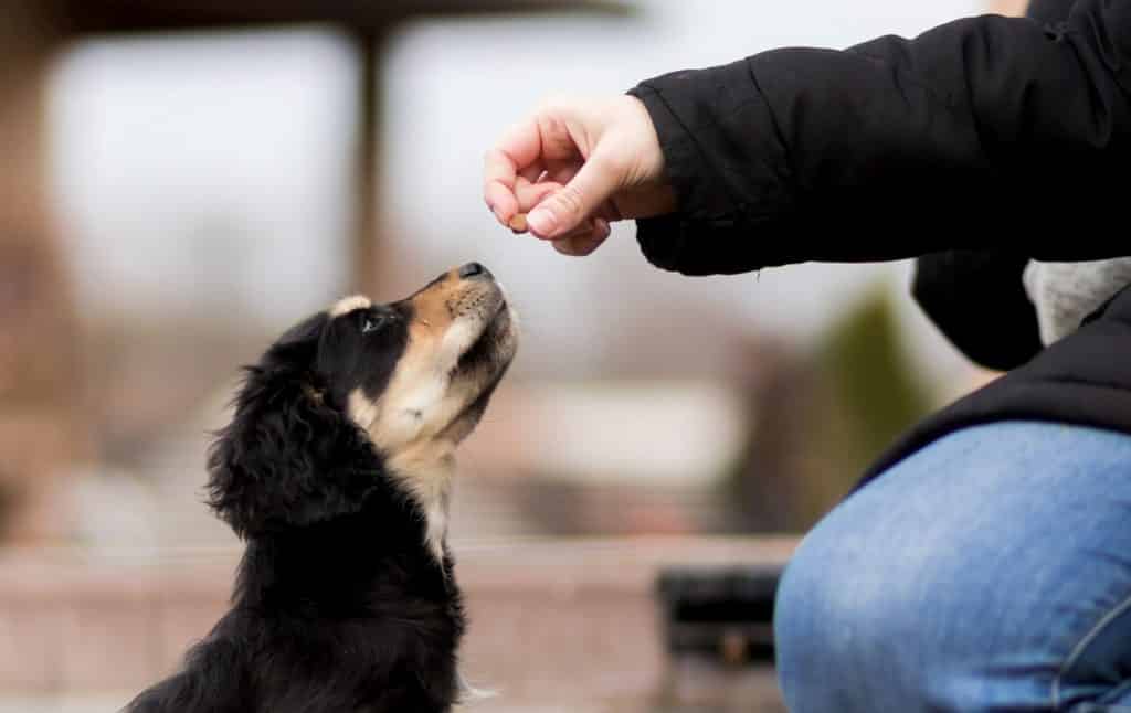 reward training works better than dominance training that's based on the alpha dog myth
