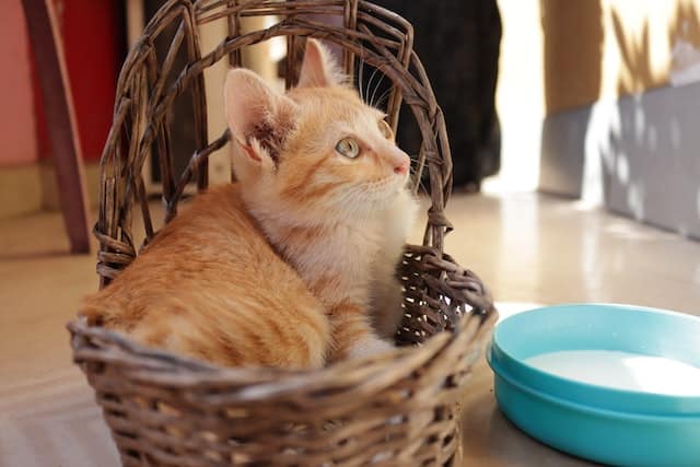 a popular cat myth is that they should drink cow's milk