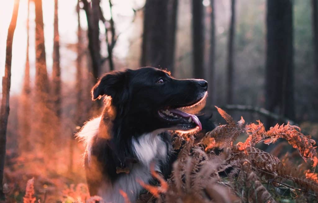 there are lots of dog and cat myths about the way they perceive colour