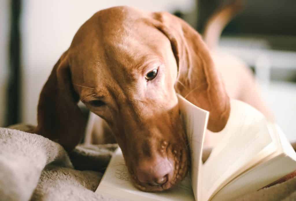 lets separate pet myths from truths