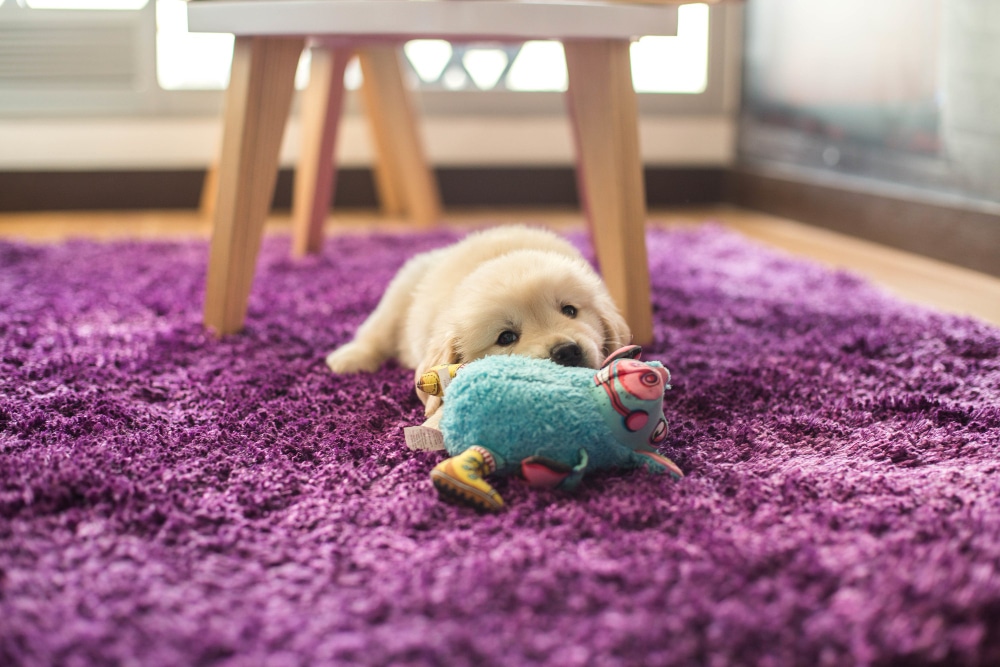 a puppy chewing a toy. for a happy home, avoid puppy scams when you research puppies for sale NZ
