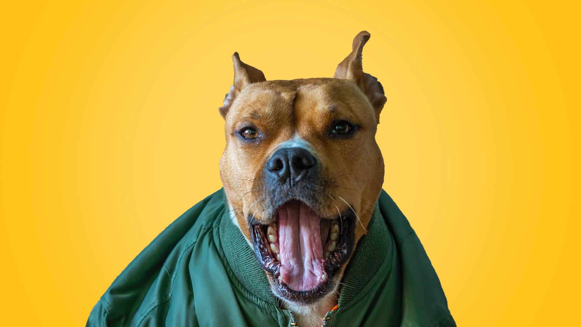 for National Oral Health Day we look at how a veterinary dentist cares for dog teeth