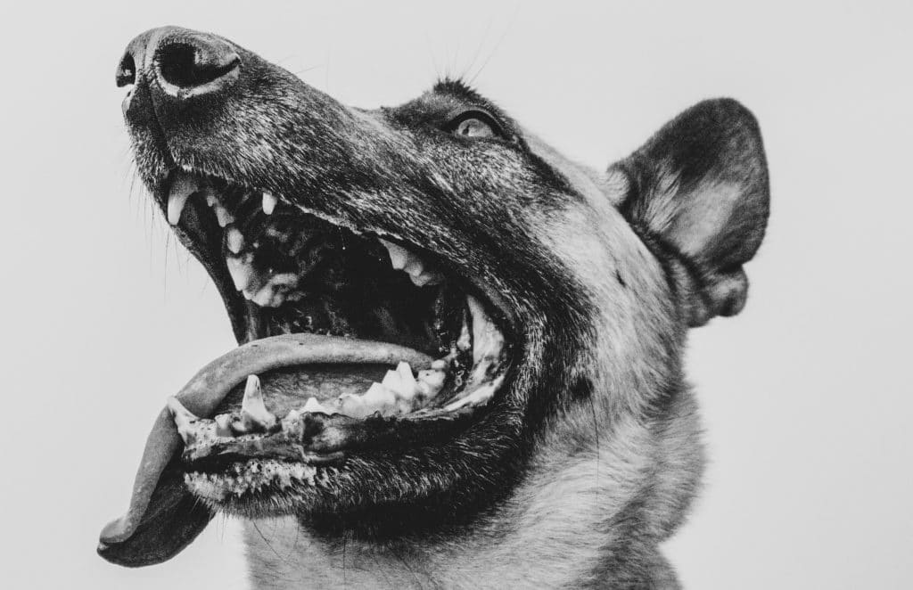brush your dog's teeth regularly to maintain good dog dental health 