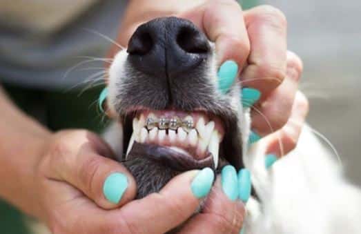 could your dog need braces - PD Insurance explains
