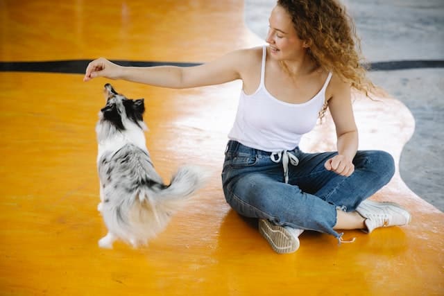 Compare Pet Insurance: Your How-To Guide - PD Insurance NZ Compare Pet Insurance: Your How-To Guide - PD Insurance NZ