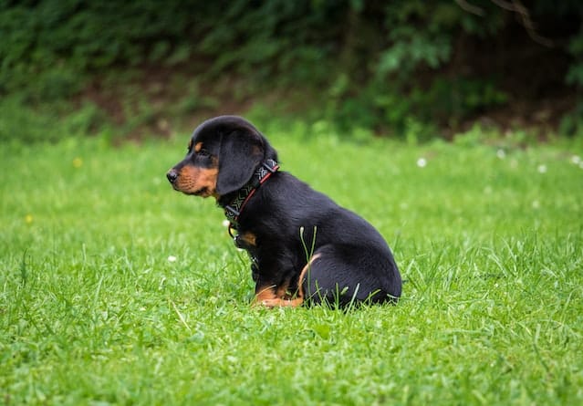 An adorable black puppy on the grass
