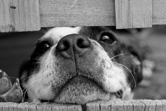 a puppy looking through a wooden crate. make sure you avoid puppy scams when looking up puppies for sale NZ