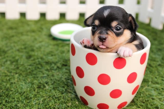 a cute Rottweiler puppy in a mug. when searching puppies for sale nz, remember to beware of puppy scams