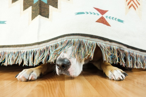A dog hiding under a bed due to the Diwali fireworks. Make sure to read up on dogs and fireworks this Diwali 2022