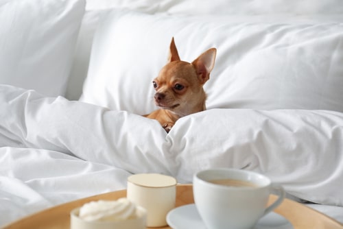 A small dog enjoys a Pet Pamper Session on a white bed surrounded by pillows, while a tray with a cup and dessert sits in the foreground.