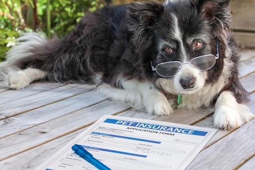 Elderly border collie dog in spectacles wants to compare pet insurance with a pet insurance comparison