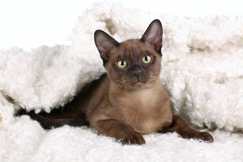 A Burmese cat is loving, like this dark brown feline snuggled up in a white fluffy blanket.