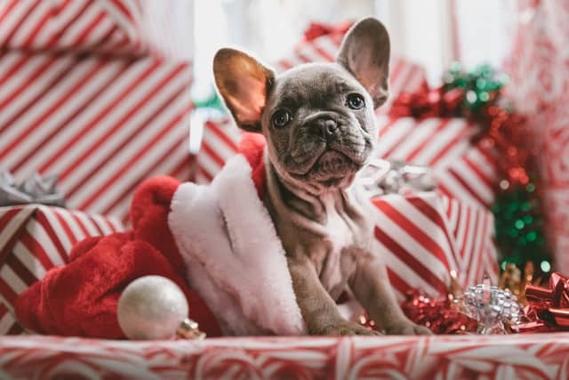 A puppy is not just for Christmas, it's for life