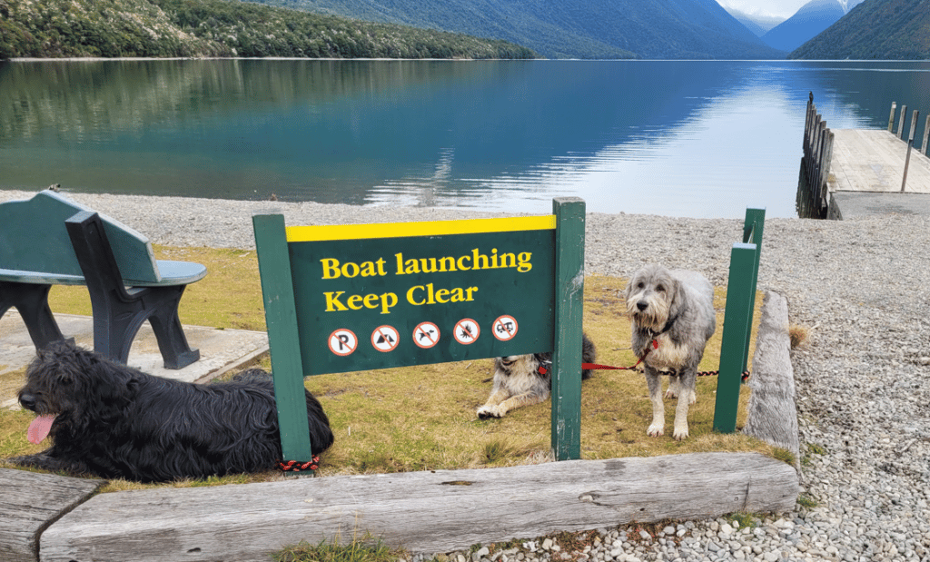 These three pups were found running all over the place in a restricted area. The pet parent says he didn’t see the sign, even though he tied them up there prior to the ranger getting there.