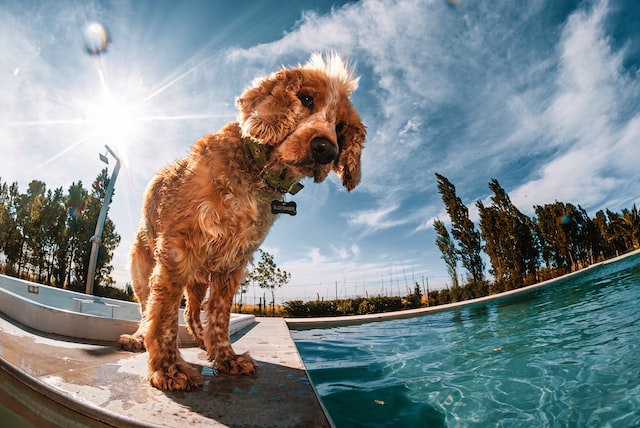 always supervise your dog by the pool