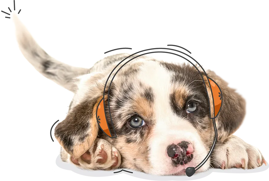 Pet Insurance NZ
