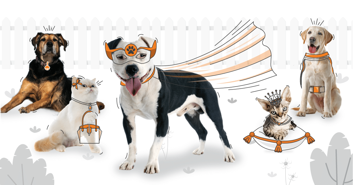 pet personality quiz image