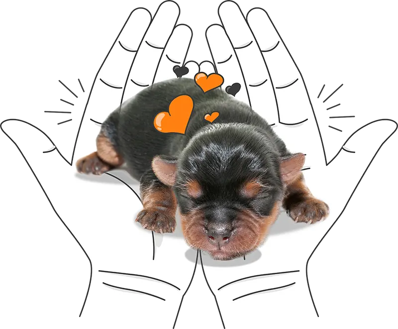 Pet care Breeder program