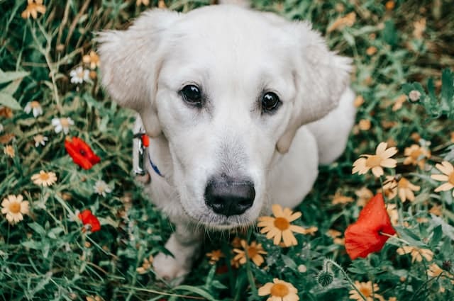 pampered pets are happy pets