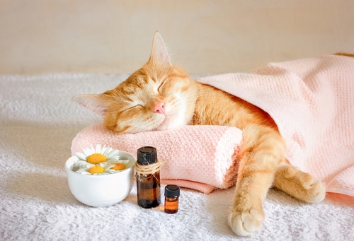 get your cat pet care products to pamper them for Christmas
