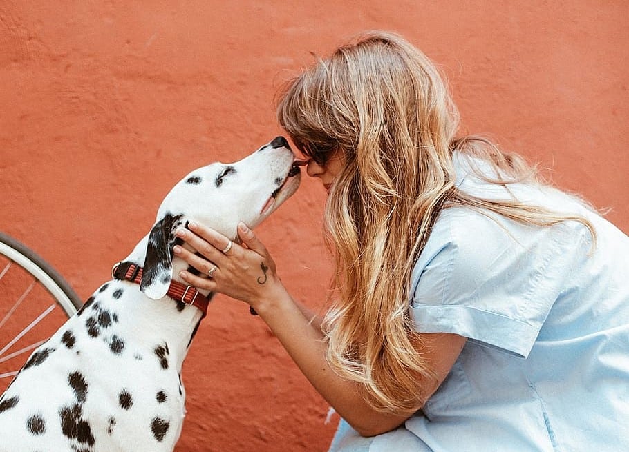 selective breeding dogs with spots led to the Dalmatian