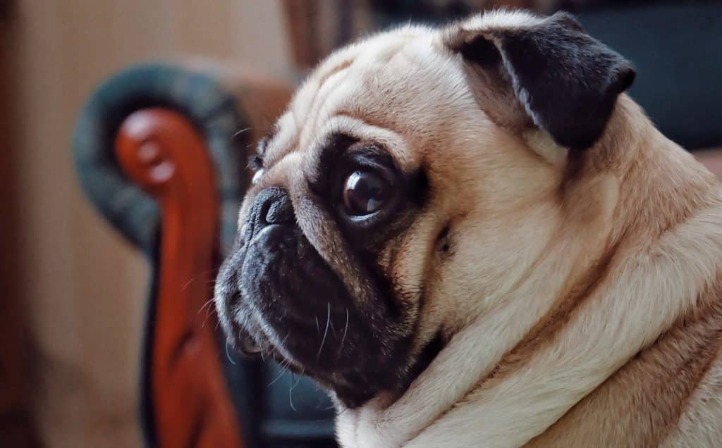 are all dogs the same species - yes pugs and great danes are the same
