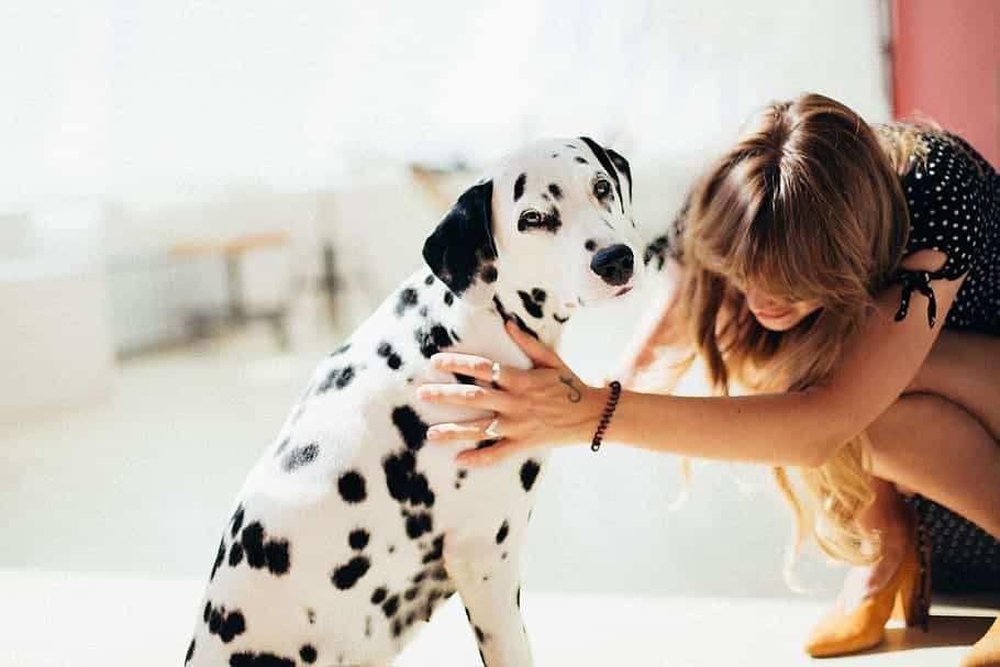 dalmatians get spots through selective breeding 