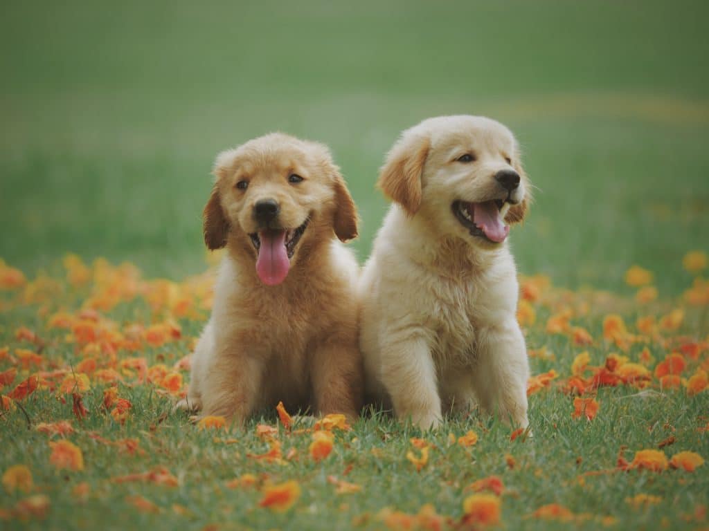 While puppy scam tactics can vary, there are patterns with how scammers operate.