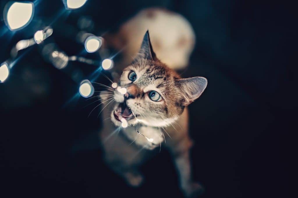 A cat playfully interacts with illuminated string lights in a dimly lit setting, while staying safe thanks to pet insurance.