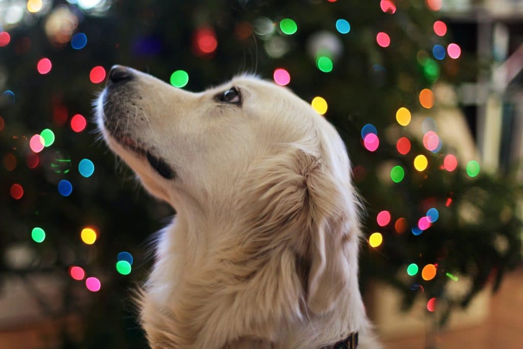 They’re pretty and festive, but fairy lights can be a Christmas danger to curious pets. 