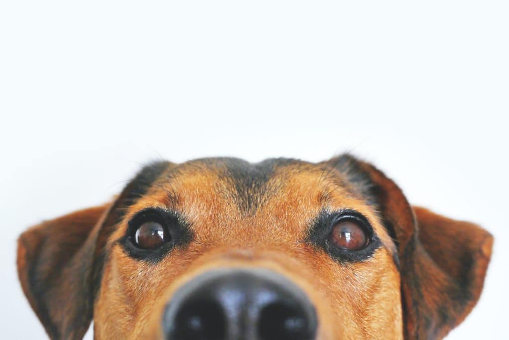 While puppy scam tactics can vary, there are patterns with how scammers operate. Stay alert like this brown dog. 