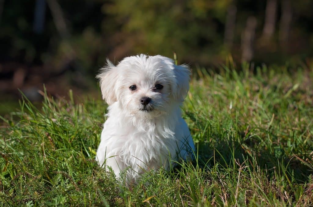 there’s been a dramatic surge in the number of people adopting dogs like this cute white puppy looking directly at the camera. 