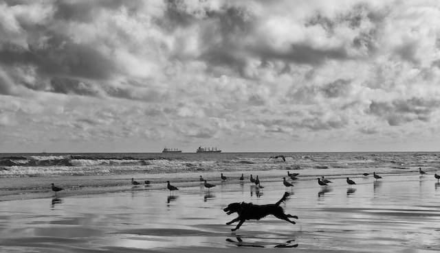 a dog chasing birds on the beach, this isn't responsible dog ownership when taking dog on holiday 
