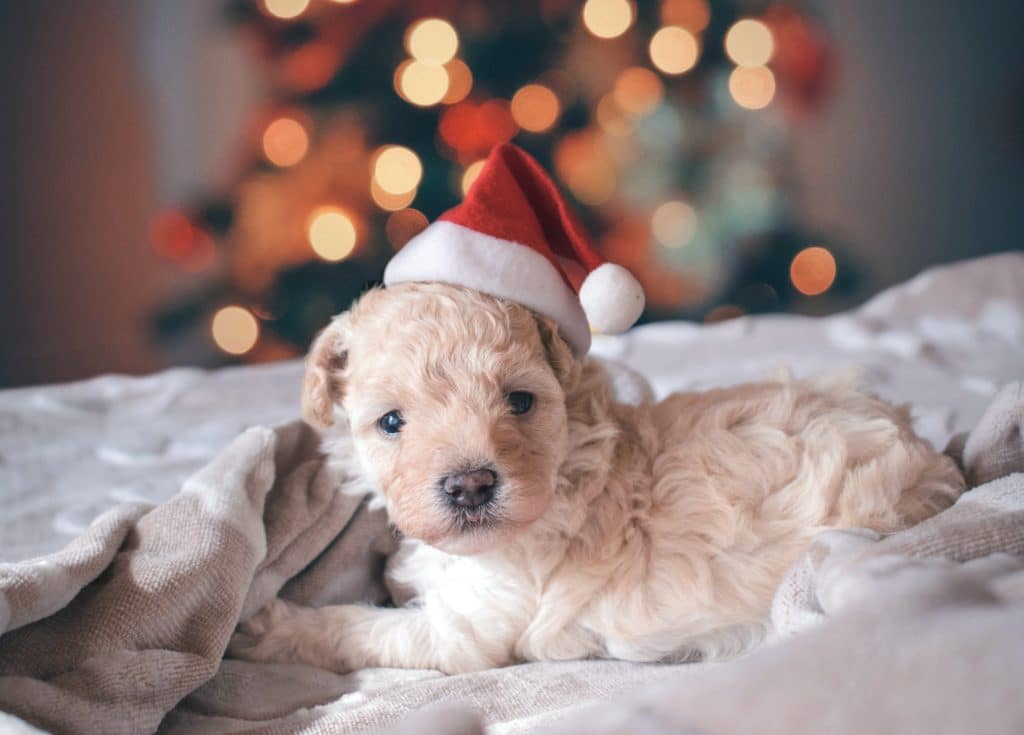 Taking out pet insurance means that if your dog or cat does get a bit too involved in the Christmas spirit this year, you can get them prompt medical attention.