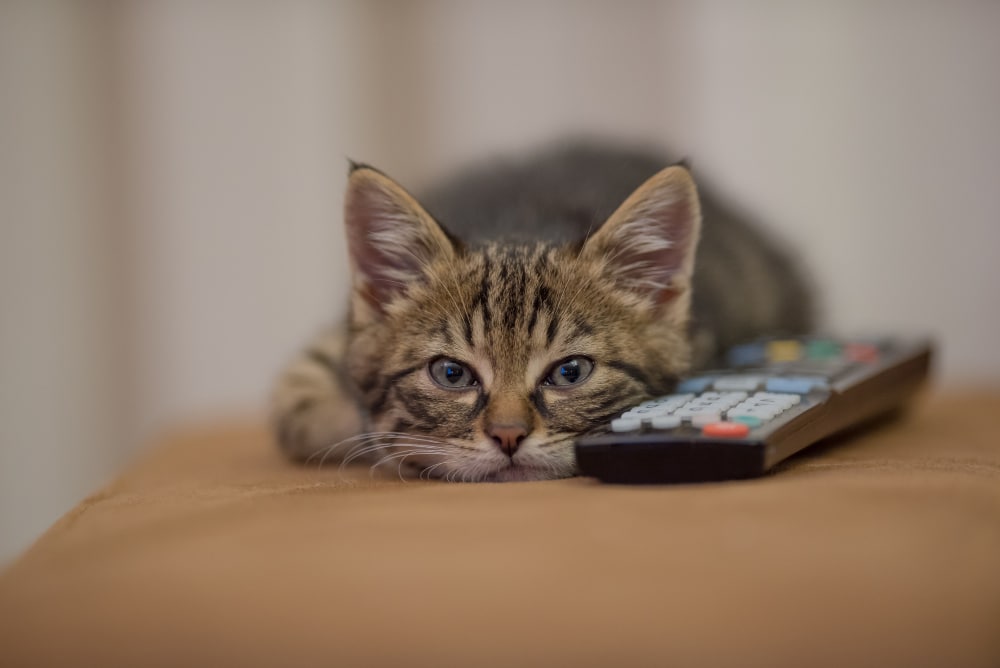 A pet cat lies on a brown surface with its chin resting on a TV remote control, looking directly at the camera—perhaps ready for some cat TV time.