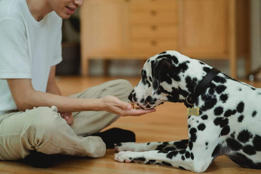 A person training a Dalmatian dog on a wooden floor.