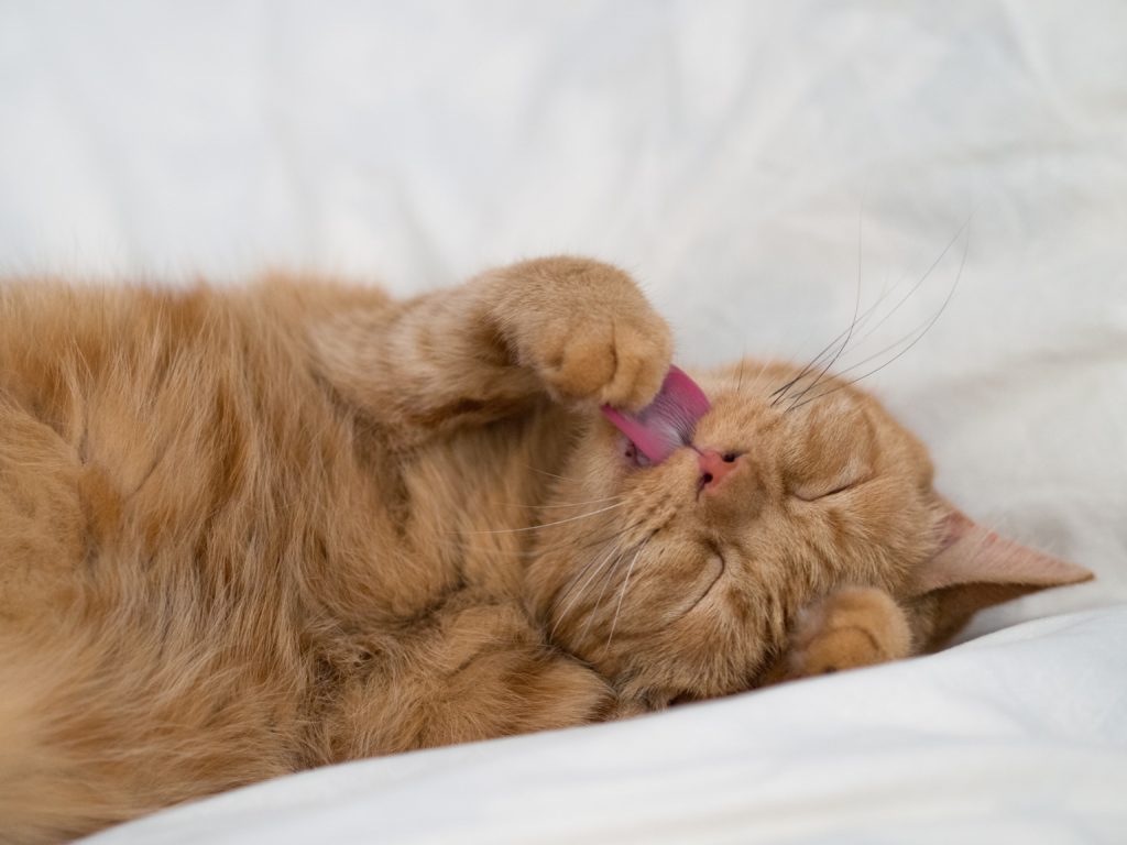 An orange tabby cat lies on a white duvet with its eyes closed, licking its paws.