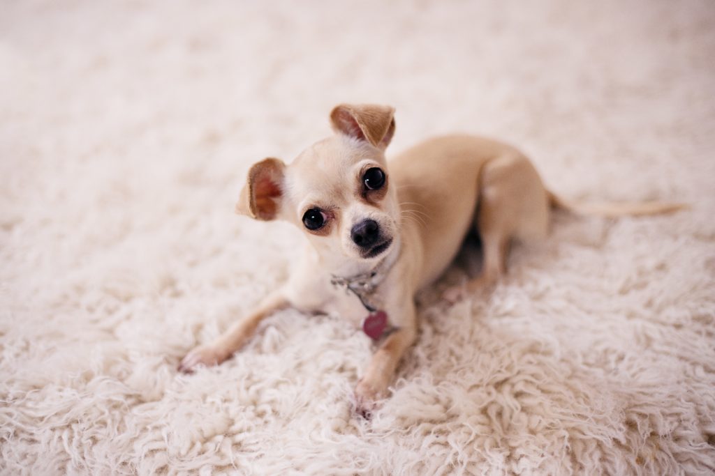 Learn how to tame a cute Chihuahua puppy like this one pictured on a carpet.